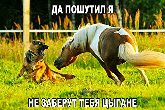 НЕ ЗАБЕРУТ ТЕБЯ ЦЫГАНЕ