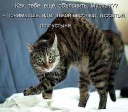 Как Бе еще обьяснить Понимаешь идет такой вербпъсд горб по пуст мые