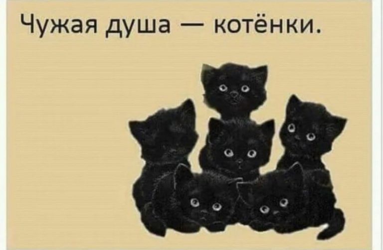 Чужая душа котёнки
