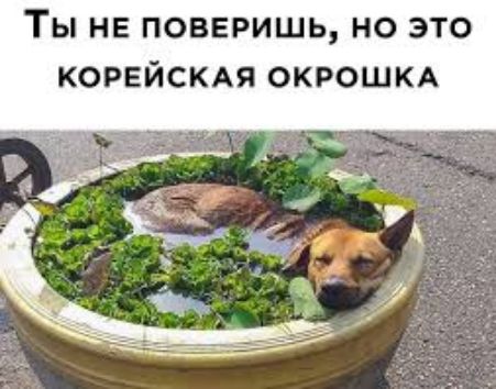 ТЫ НЕ ПОВЕРИШЬ НО ЭТО КОРЕЙСКАЯ ОКРОШКА