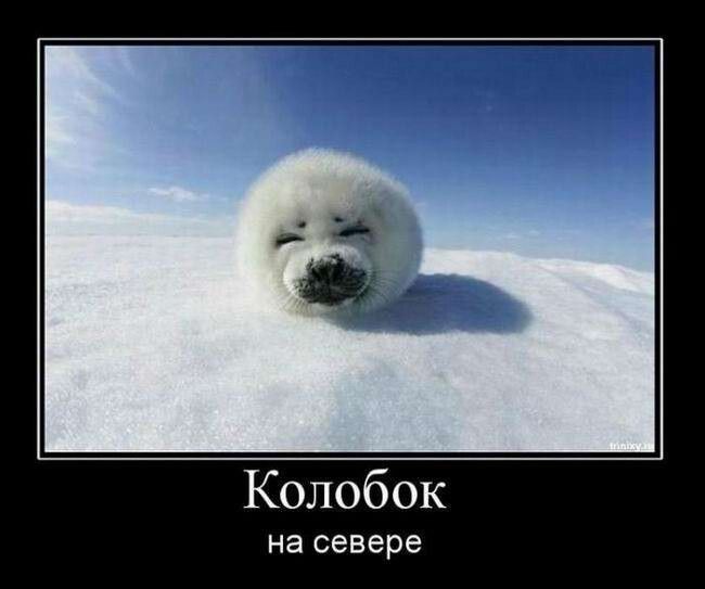 Колобок на севере