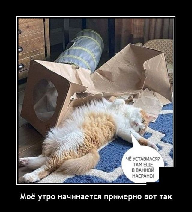Моё утро начинается примерно вот так