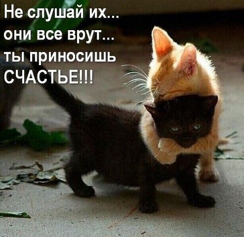 Не слупёй их они все врут ты приносишь _