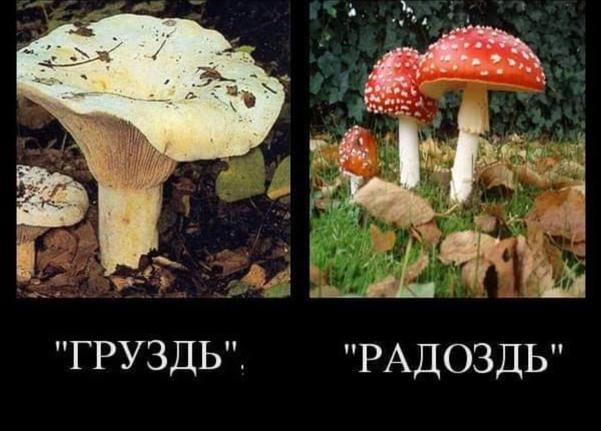 ГРУЗДЬ РАДОЗДЬ