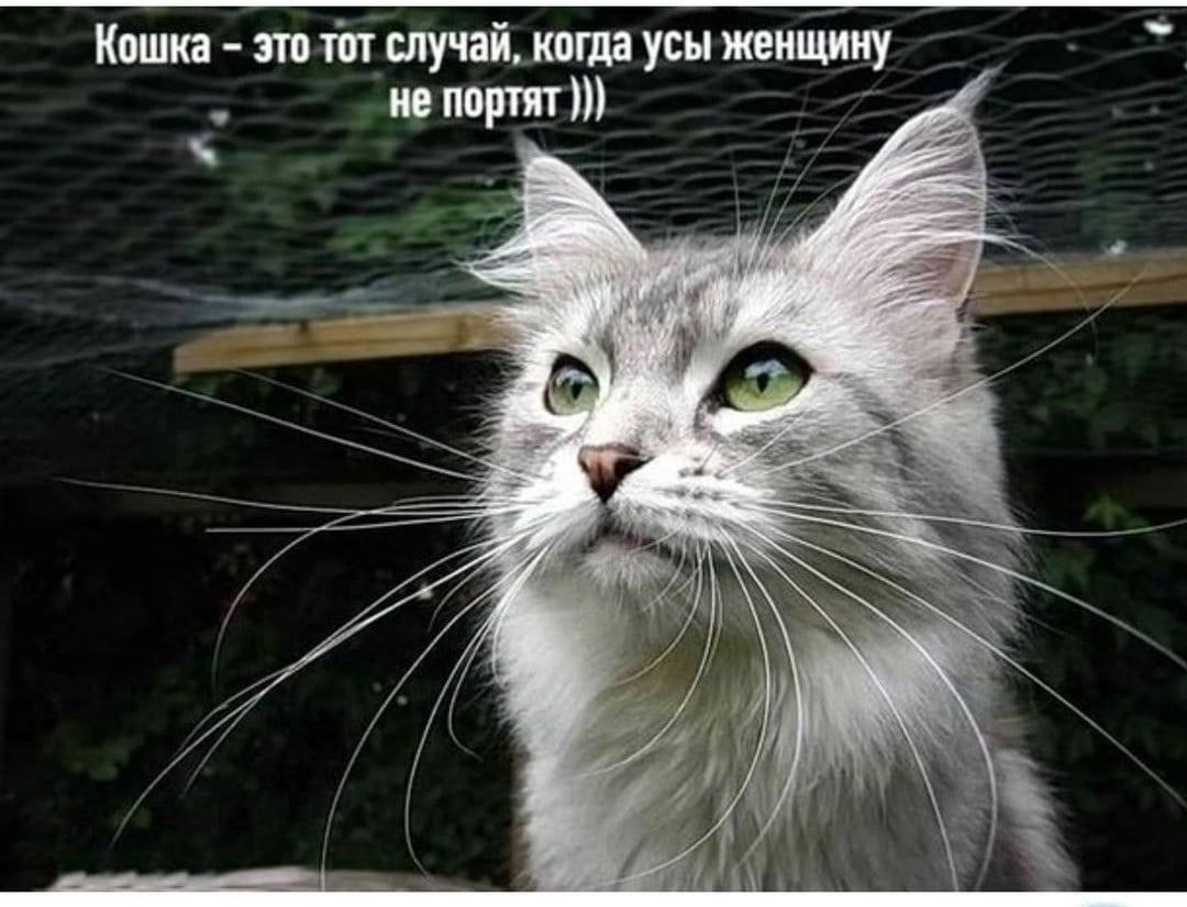Кошка т тіп случай когда усы женщину не портят