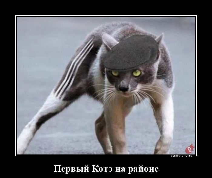 Первый Котэ на районе