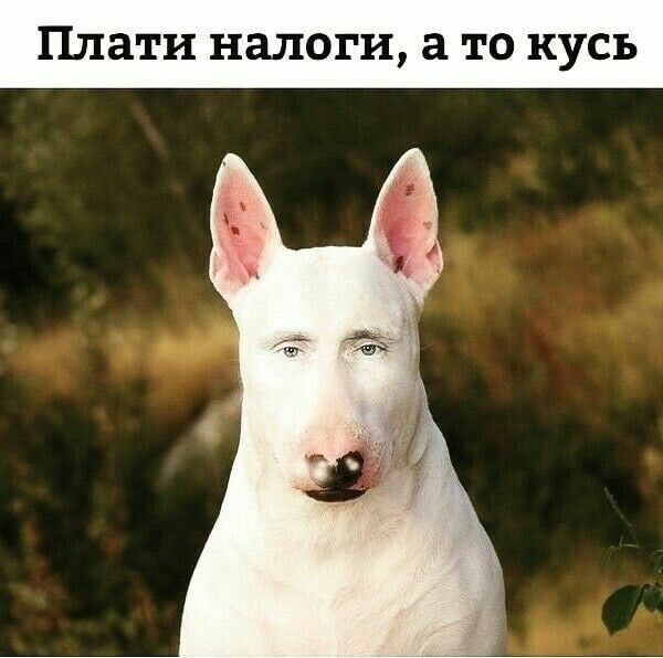 Плати налоги а то кусь