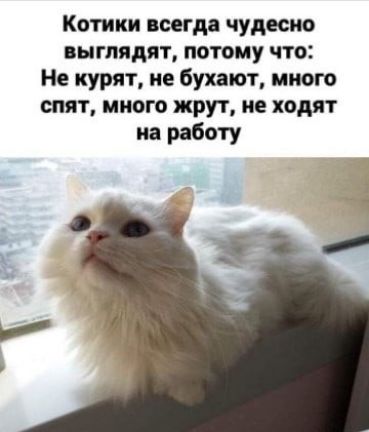 Котики всегда чудесно пыгпядяъ потому что Не курят ие бухают иного опят иного жрут не ходят на работу