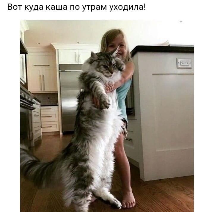 Вот куда каша по утрам уходила