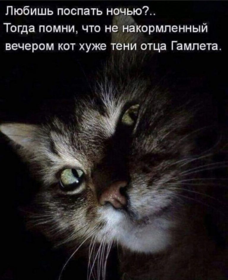 Любишь поспать н Тогда помни что нетатюрмленный вечером кот хуже тёНи отца Гамлета