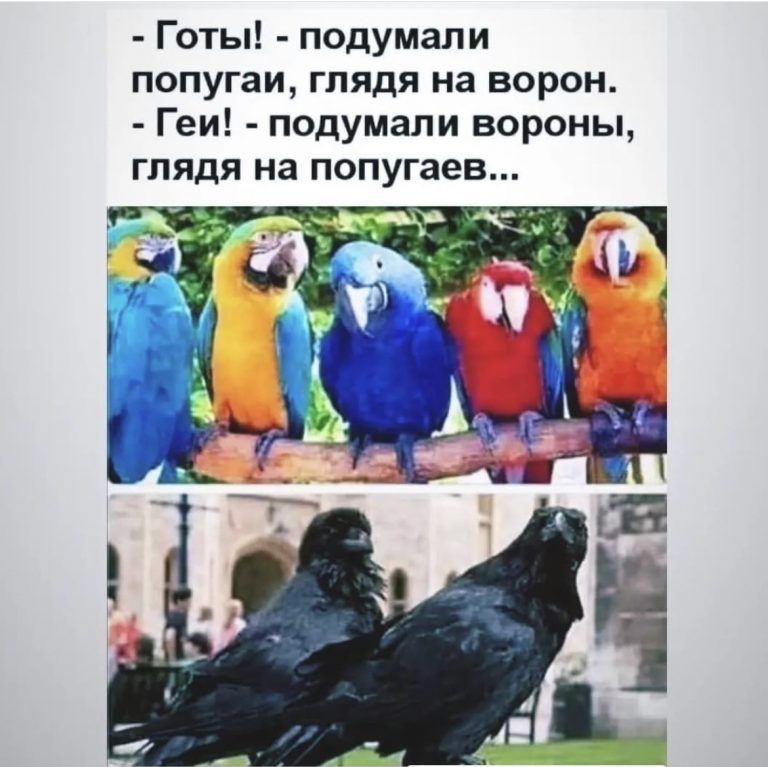 Готы подумали попугаи глядя на ворон Геи подумали вороны ГЛЯДЯ на попугаев