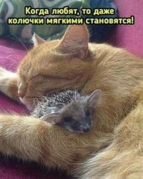 Ког а л бат то даже КОЛЮЧКИ МЯГКИЙ становятсяіі