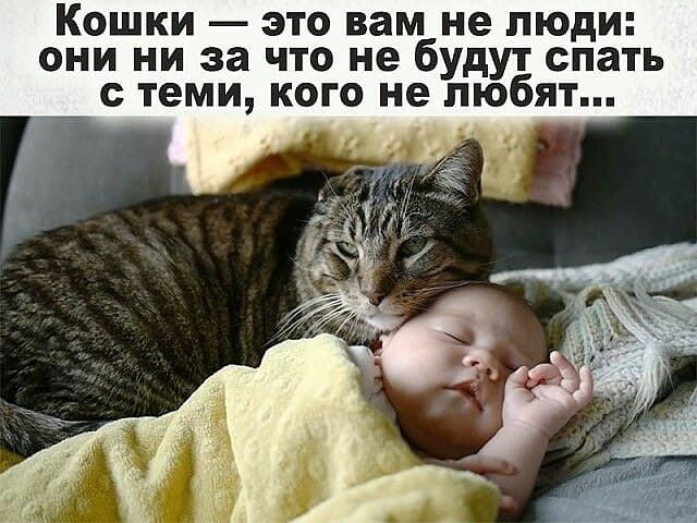 Кошки это вам не люди они ни за что не будут спать __ с теми кого не любят