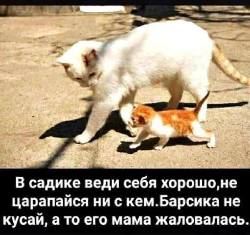 В садике веди себя хорошоне царапайся ни с кемБарсика не кусай а то его мама жаловалась