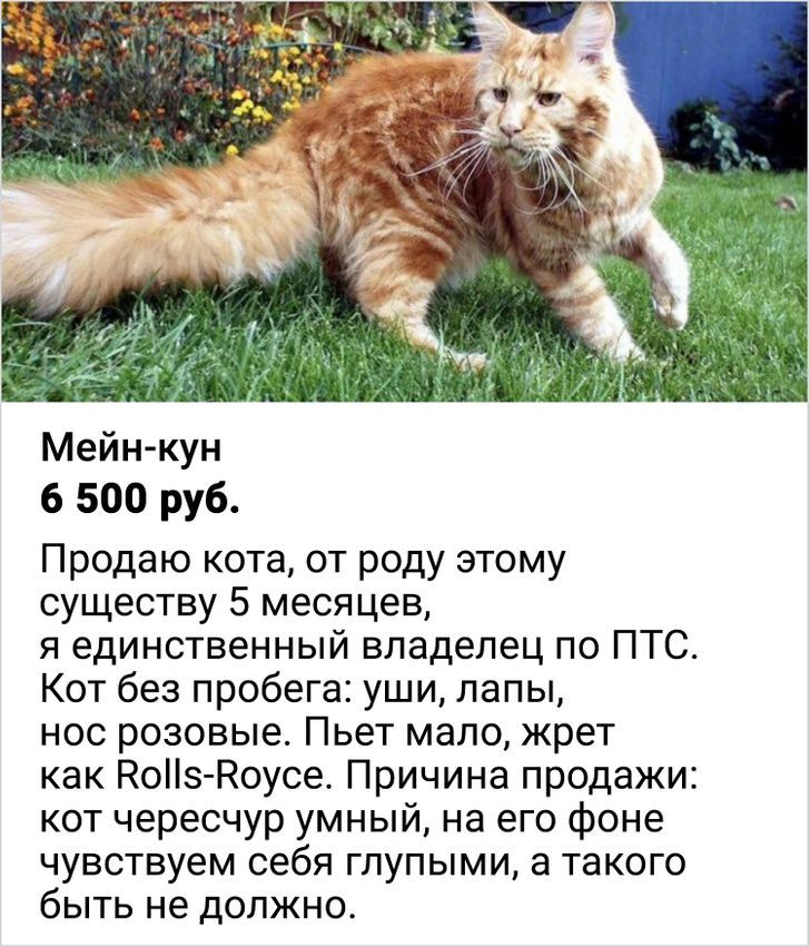 Мейн кун 6 500 руб Продаю кота от роду этому существу 5 месяцев я единственный владелец по ПТС Кот без пробега уши лапы нос розовые Пьет мало жрет как КоНз Коусе Причина продажи кот чересчур умный на его фоне чувствуем себя глупыми а такого быть не должно