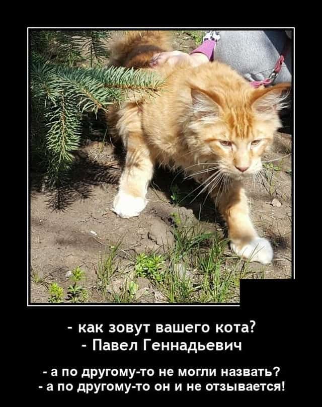 как зовут вашего кота Павел Геннадьевич а по другому то не могли назвать а по дРугому то он и не отзывается