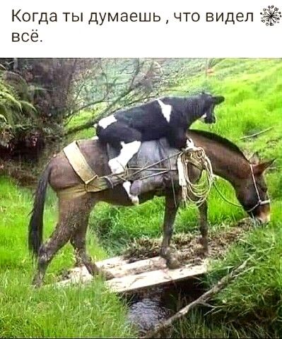 Когда ты думаешь что видел всё