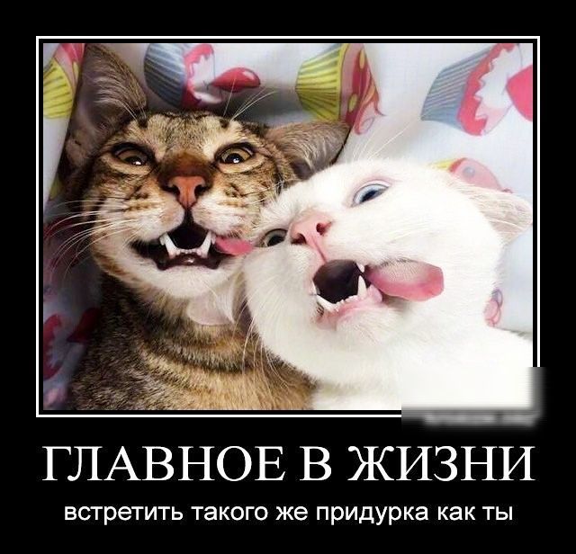 ГЛАВНОЕ В ЖИЗНИ встретить такого же придурка как ТЫ