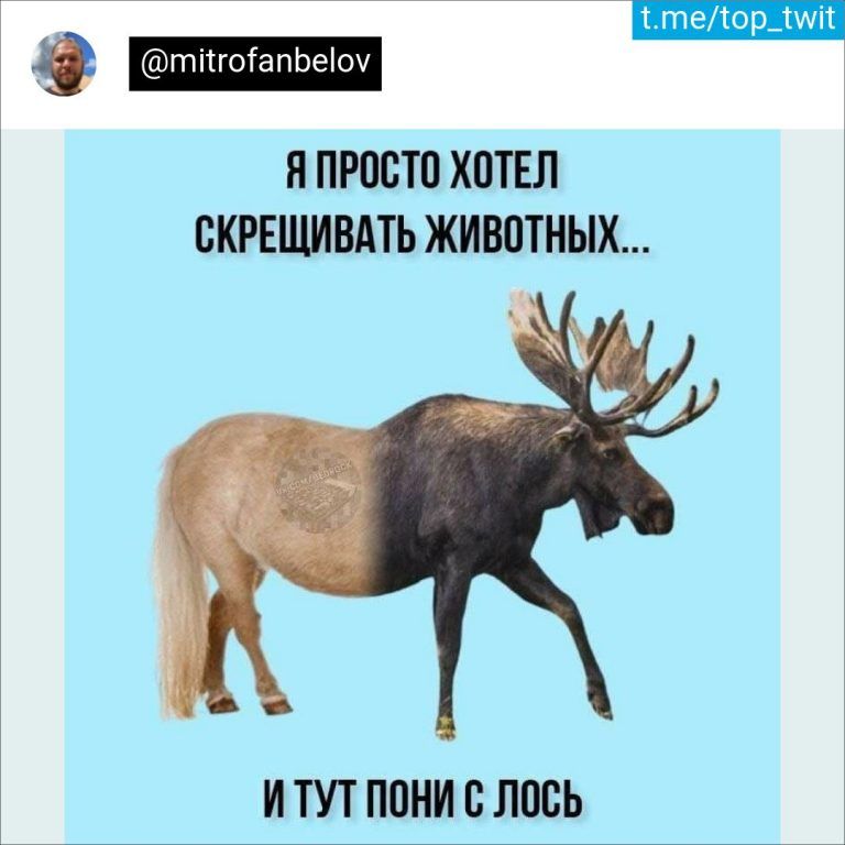 тітготапЬеіоч Я ПРОСТО ХОТЕЛ ВКРЕЩИВАТЬ ЖИВОТНЫХ И ТУТ ПОНИ СЛПСЬ