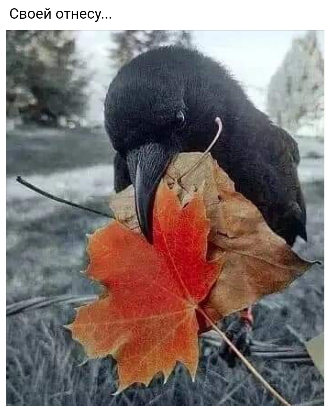 Своей отнесу