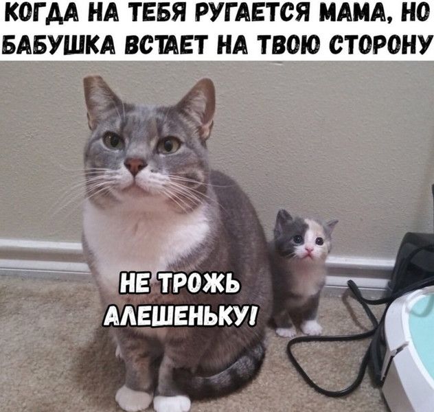 КОГ АА НА ТЕБЯ РУГАЕТОЯ МАМА НО БАБУШКА ВОИЕТ НА ТВОЮ СТОРОН Жі 3 7 НЕ ТРОЖЬ ААЕШЕНЬКУ