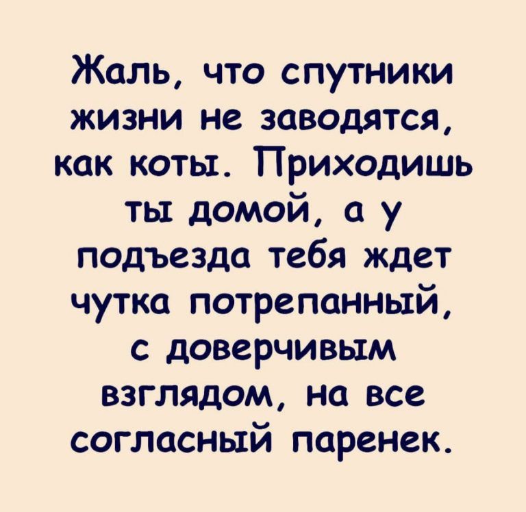 Жаль что спутники жизни не заводятся как коты Приходишь ты домой а у подъезда тебя ждет чутка потрепанный с доверчивым взглядом на все согласный паренек