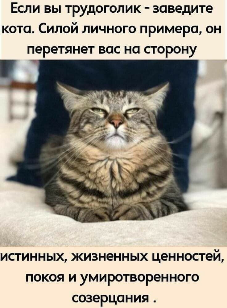 Если вы трудоголик заведите кота Силой личного примера он перетянет вас на сторону ИСТИННЫХ ЖИЗНЭННЫХ ЦЕННОСТЕЙ ПОКОЯ И УМИРОТВОРЭННОГО СОЗЭРЦОНИЯ