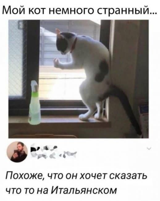 Мой кот немного странный Ф ч ПОХОЖЕ ЧТО ОН хочет СКЗЗЗТЬ ЧТО ТО на ИТЭЛЬЯНСКОМ