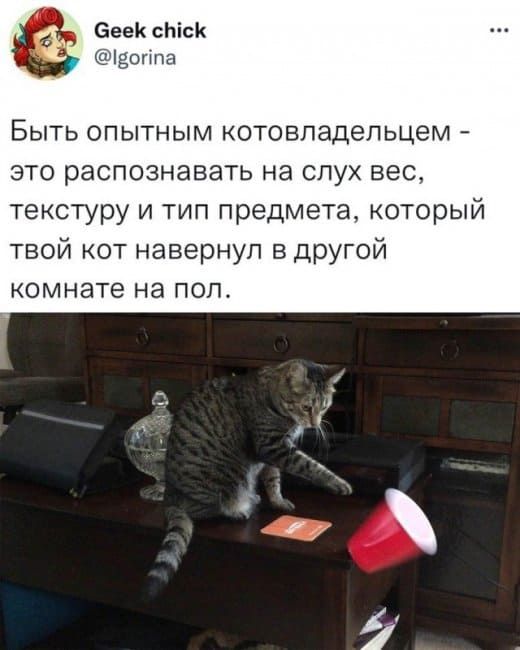ЕееК сЬісК ізогта Быть опытным котовпадельцем ато распознавать на слух вес текстуру и тип предмета который твой кот навернул в другой комнате на пол