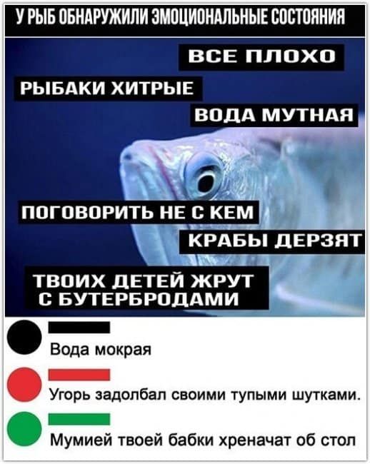 У РЫБ ПБНАРУЖИЛИ ЗМВЦИПИАЛЬНЫЕ СОСТОЯНИЯ ВСЕ ПЛОХО РЫБАКИ ХИТРЫЕ ВОДА МУТНАП поговорить нвс кем крдвы дврзят ТВОИХ ДЕТЕЙ ЖРУТ БУТЕРБРОДАМИ _ Вода мокрая _ Угорь задолбал своими тупыми шутками Мумией твоей бабки хреначат об стоп