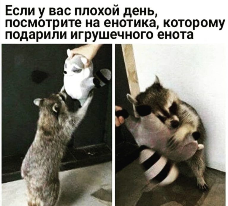 Если у вас плохой день посмотрите на енотика которому подарили игрушечного енота