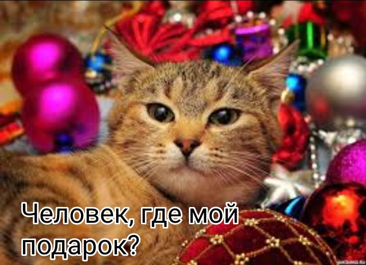 тимой пэдарэк ___