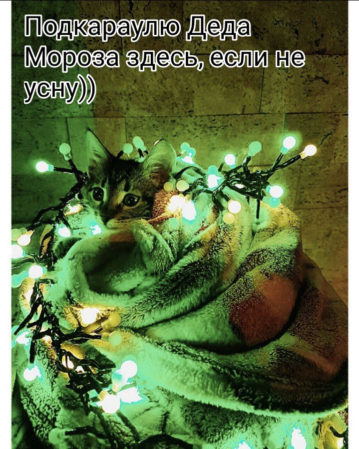 Пэдкар аулЮдщ