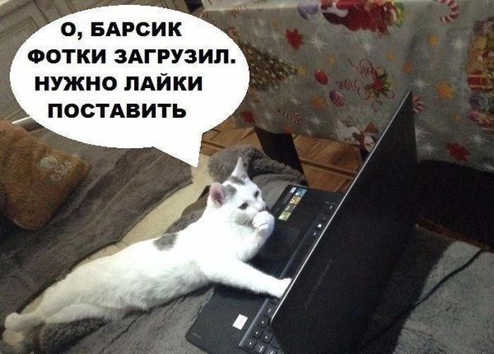 , барсик фотки загрузил. Нужно лайки поставить
