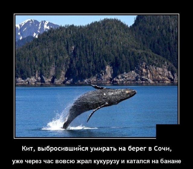 Кит выбросившийся умирать на берег в Сочи уже через час вовсю жрап кукурузу и катался на банане