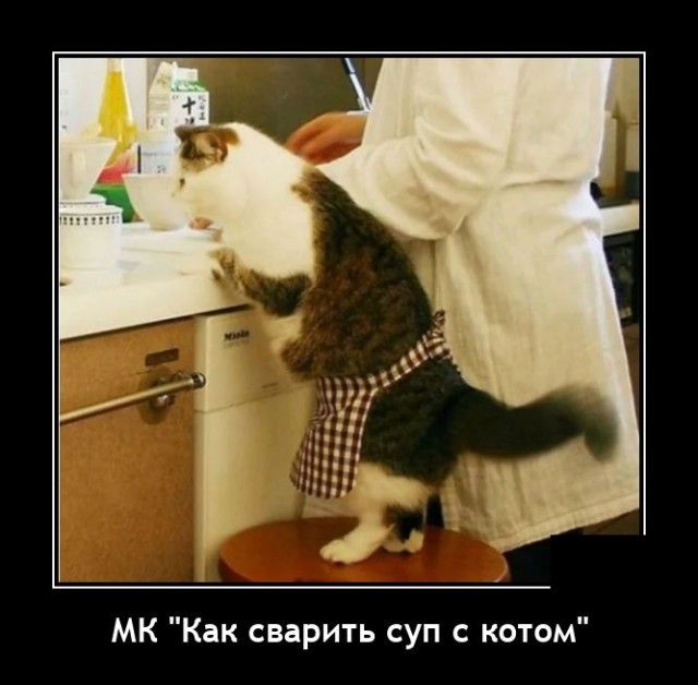 МК Как сварить суп с котом