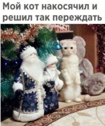 МОЙ КОТ НЭКОСЯЧИЛ И решил так переждать