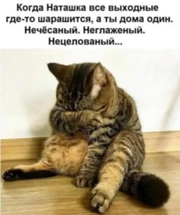 Когда Нетішин все выходные гдз то шарашится ты дамп один Мощный Мсгпажоиый Мш поваиый
