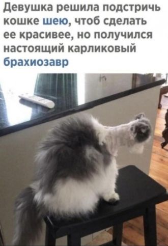 девушка решила подсчричь кошке шею чтоб сделачь ее красивее не получился настоящий карликовый брахиозавр