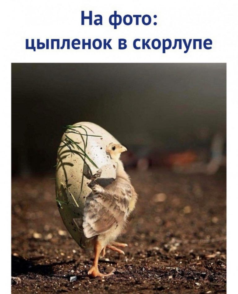 На фото цыпленок в скорлупе