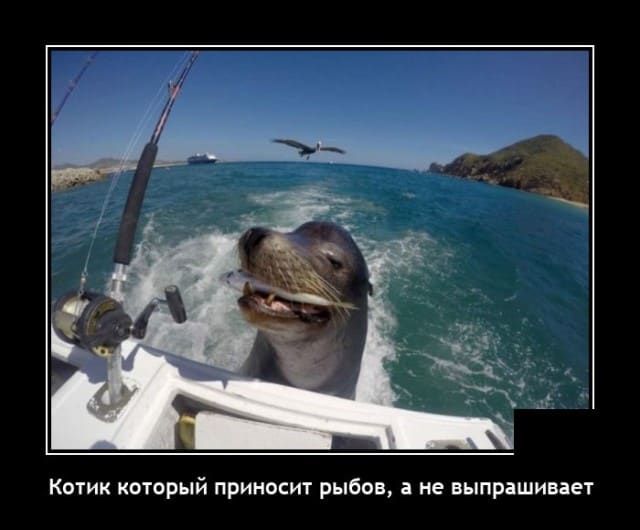Котик который приносит рыбов а не выпрашивает