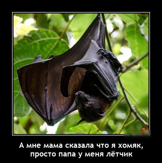ш д А мне мама сказала ЧТО Я ХОМЯК ПРОСТО папа у меня ЛёТЧИК