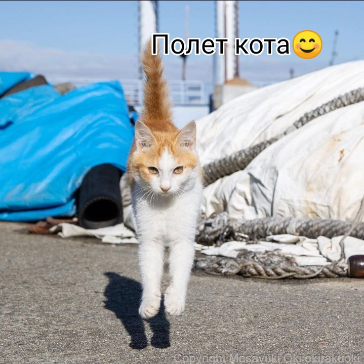 1 Полет кота