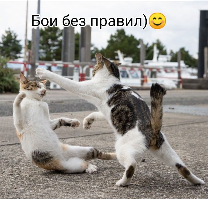 Бои без правил