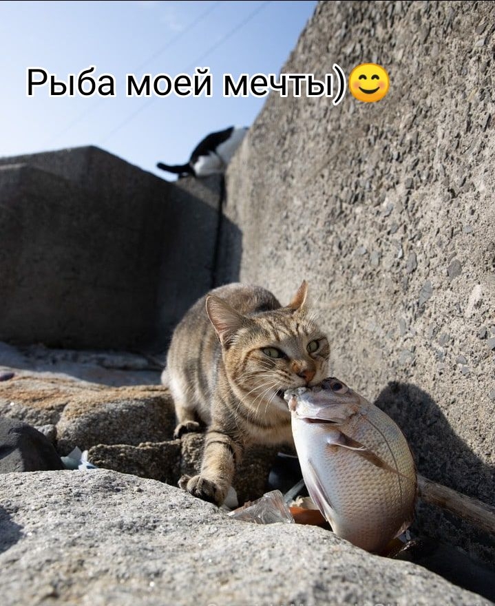 ЁЁ Рыба моей меЧтЫЭщ м ы