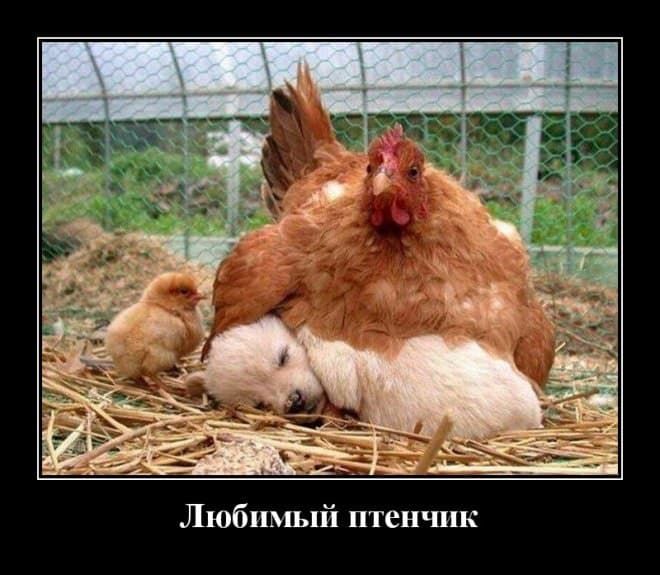 Любпшлй птенчик вра Батя Это нереально Дочь Тогда хочу завести парня разреши мне Батя