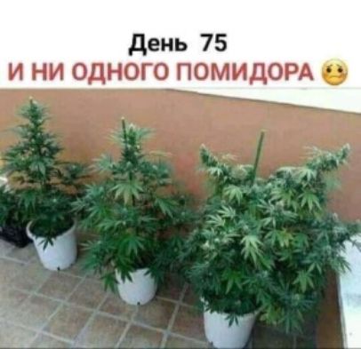 день 75 И НИ ОДНОГО ПОМИдОРА