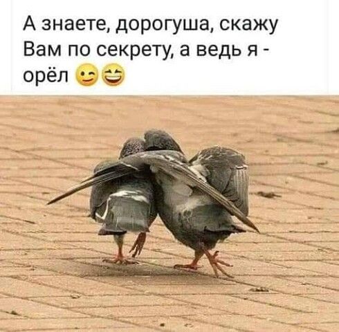 А знаете дорогуша скажу Вам по секрету а ведь я орёл ь