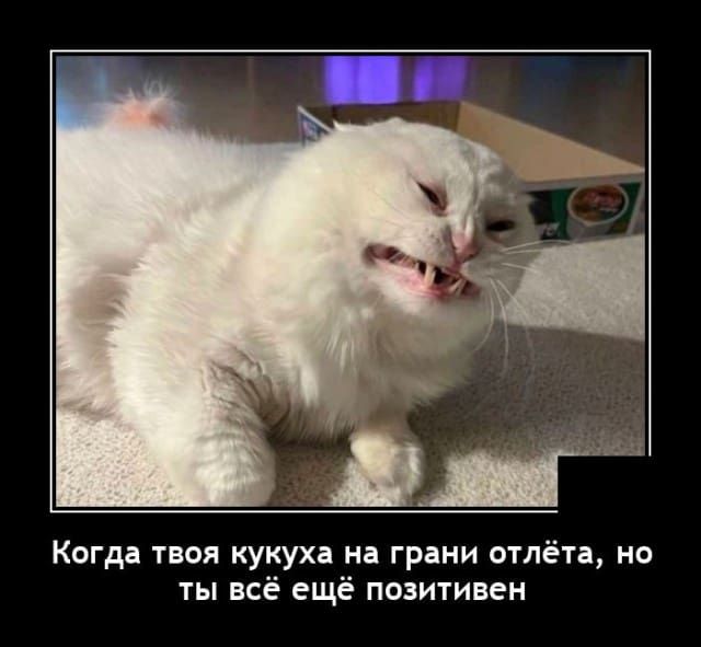 Когда твоя кукуха на грани отлёта но ты всё ещё позитивен
