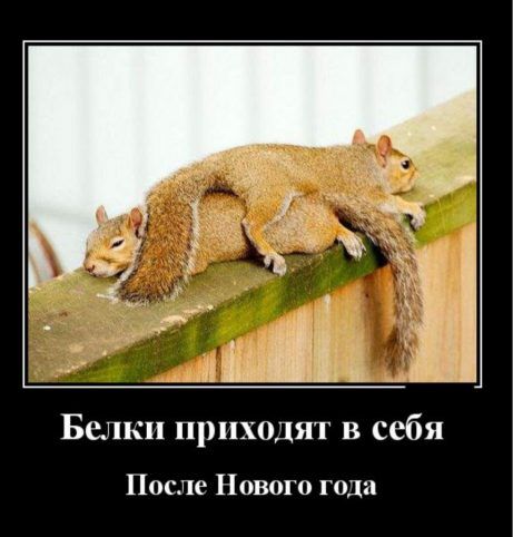 щ Белки приходят в себя После Нового года
